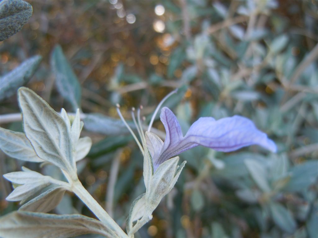 Lago D''Averno - Teucrium fruticans